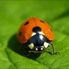 llladybug